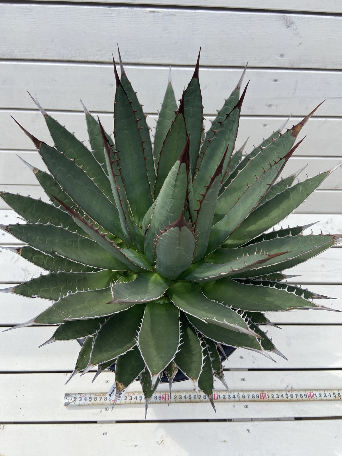 アガベ ホリダ ペロテンシス　大株　約60cm アガベ ホリダ ペロテンシス 大株 約60cm Agave horrida perotensis
