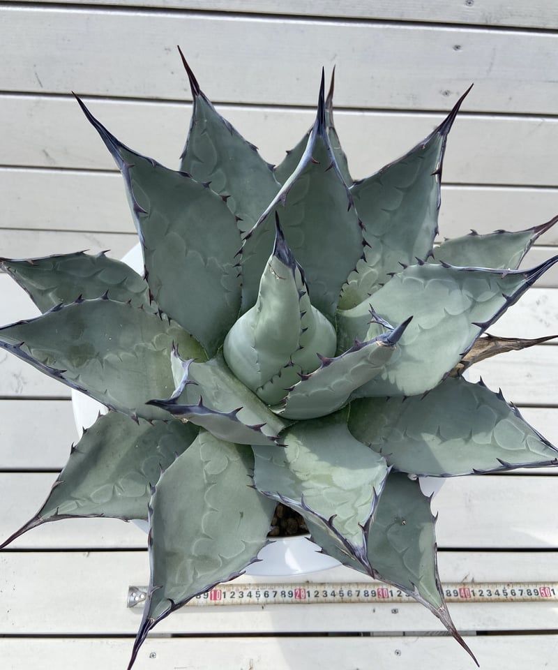Agave applanata 海外輸入株 | WEST SIDE's STORE