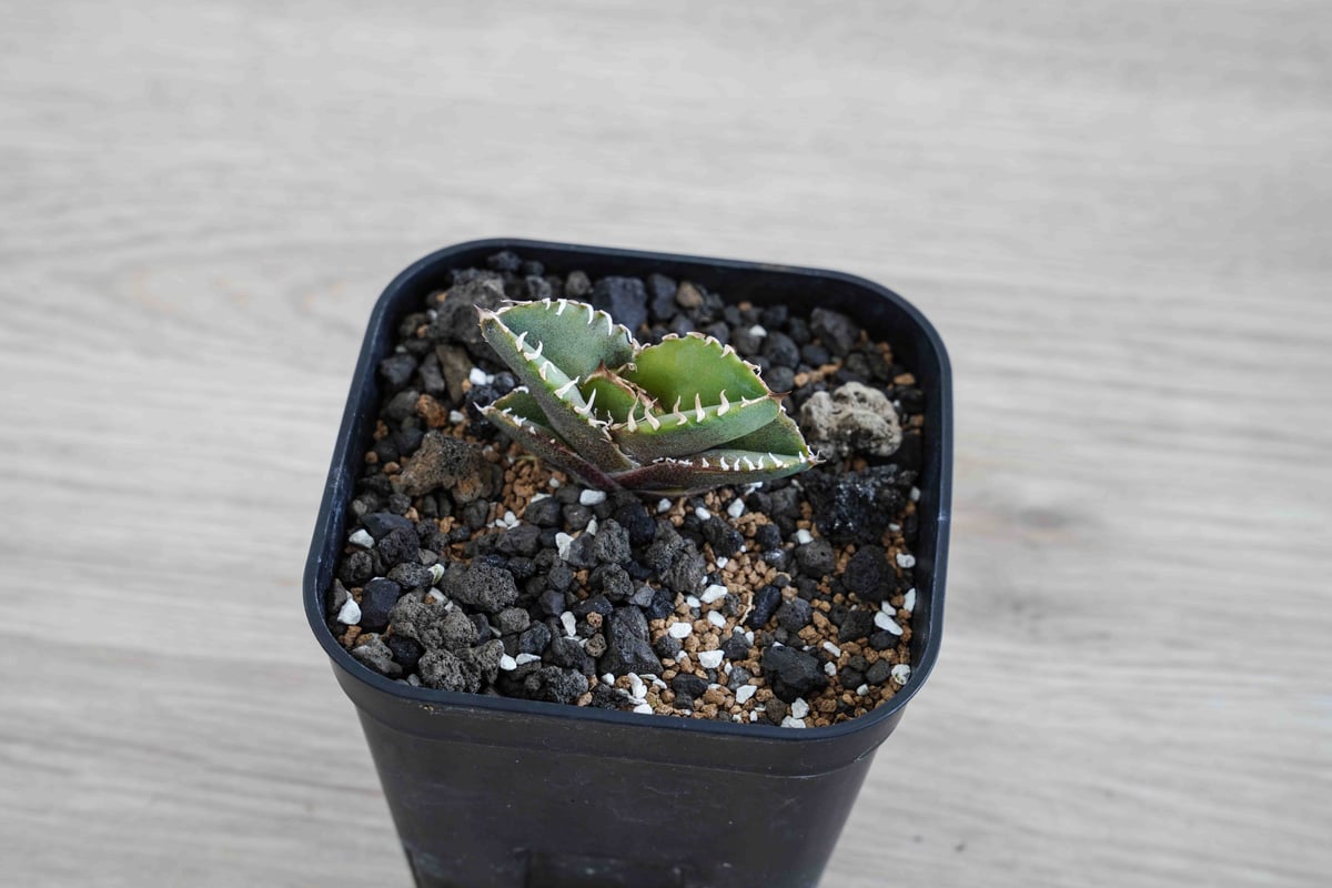 アガベ AGAVE TITANOTA CG01 a.k.a cok アガベ チタノタ 