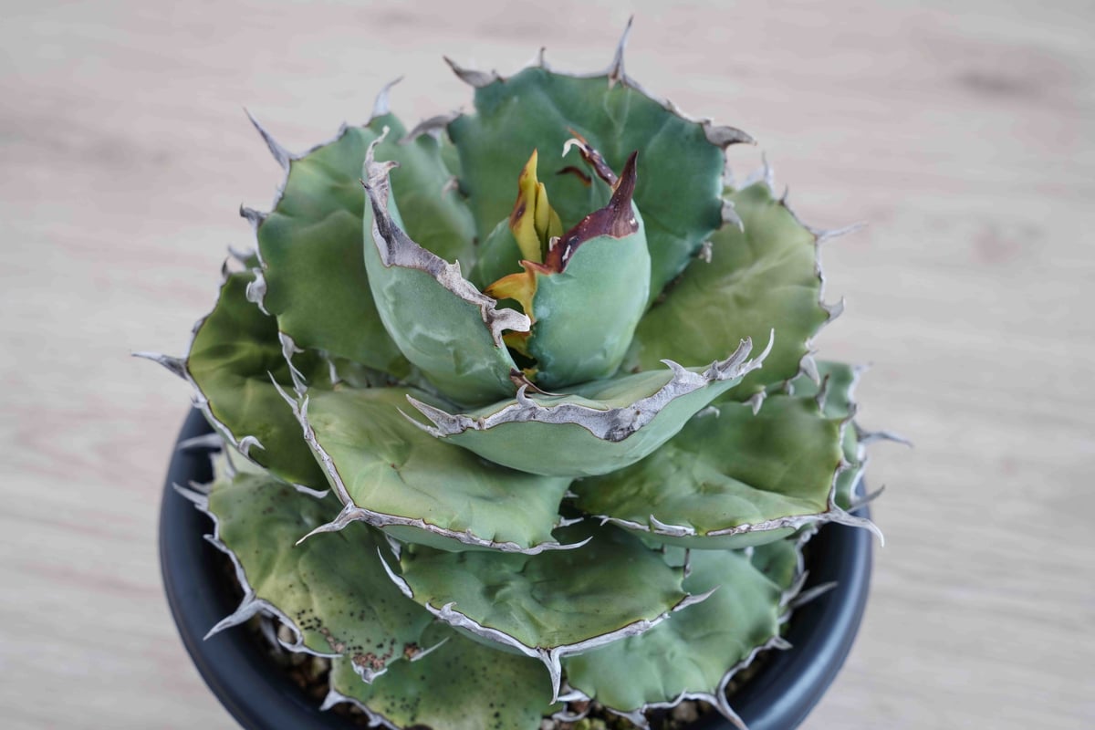 Agave Titanota 海豹 アザラシ フクロウ 【公式通販】