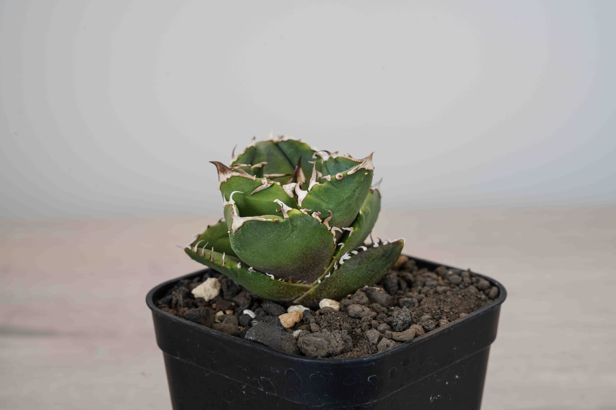 Cok CG-01 アガベ チタノタ Agave Titanota cg03 | suuuui