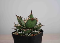 アガベ AGAVE TITANOTA CG01 a.k.a cok アガベ チタノタ 
