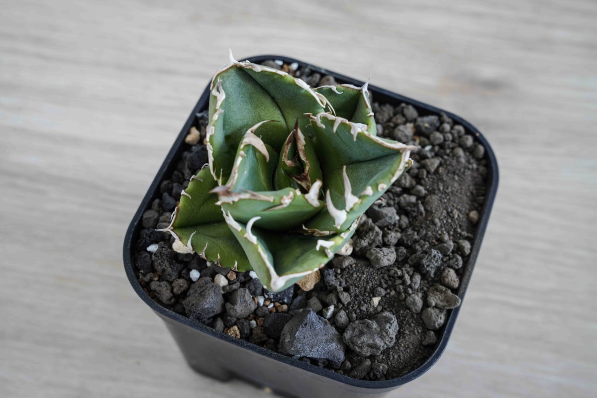 Cok CG-01 アガベ チタノタ Agave Titanota cg03 | suuuui