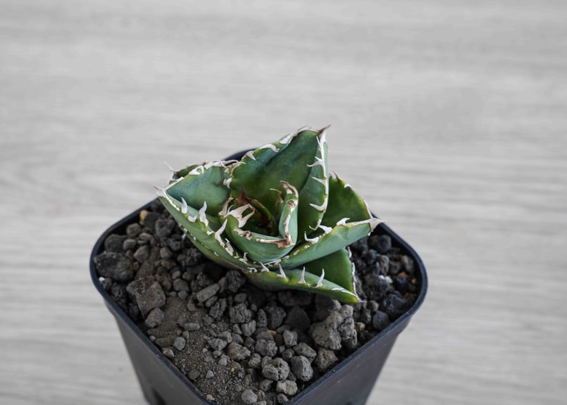 Cok CG-01 アガベ チタノタ Agave Titanota cg04 | suuuui