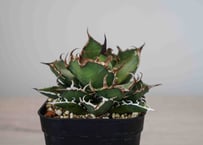 Cok CG-01 アガベ チタノタ Agave Titanota cg02 | suuuui