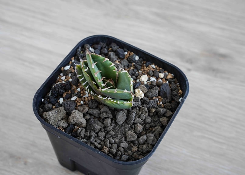 Cok CG-01 アガベ チタノタ Agave Titanota cg02 | suuuui Cok CG-01 アガベ チタノタ Agave Titanota cg02 | suuuui