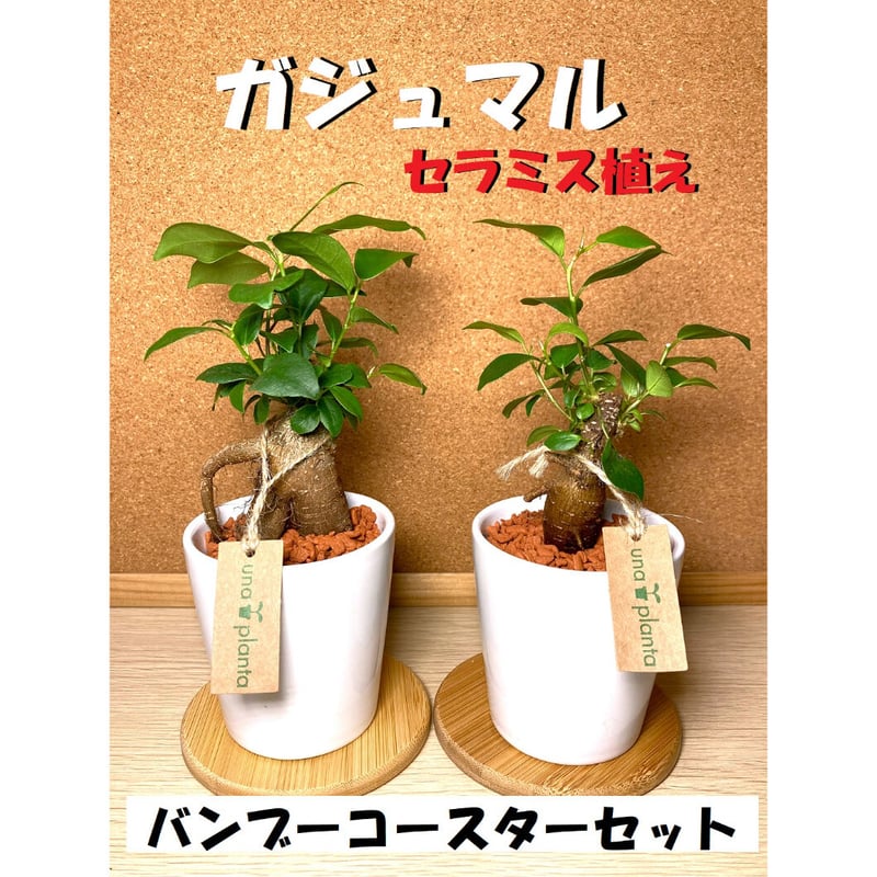 送料無料！（一部有料）【多幸の木】育てやすい！ハイドロカルチャー