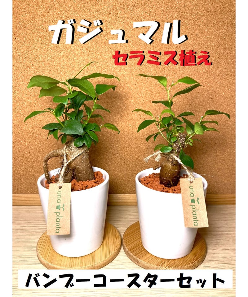 送料無料！（一部有料）【多幸の木】育てやすい！ハイドロカルチャー