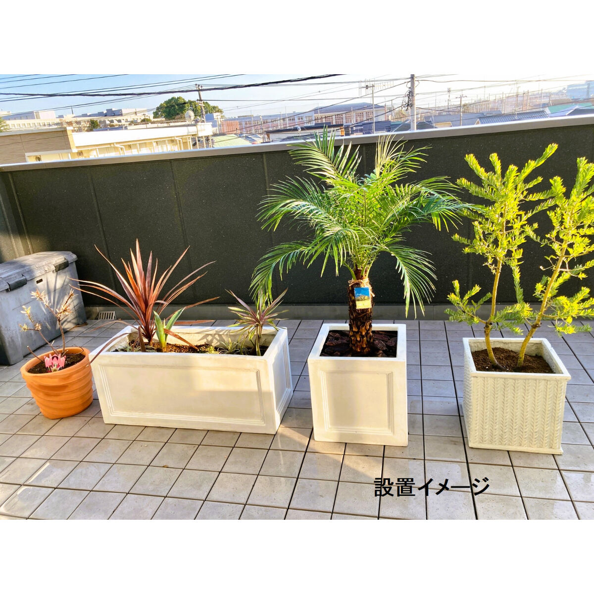 A*e様 【極太幹】フェニックス・ロベレニー 2本立ち 葉先80cm 希少株 H*O様 【極太幹】フェニックス・ロベレニー 2本立ち 葉先80cm 希少株