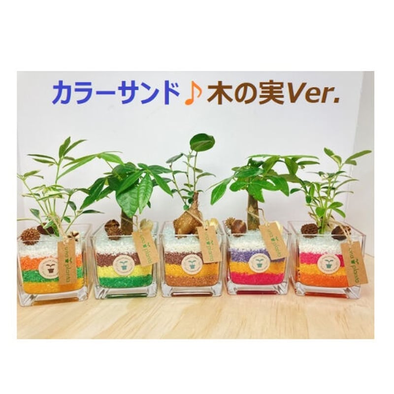 ウナプランタグリーンオリジナル】カラーサンド木の実Ver！ハイドロカルチャーミニ観葉植物 |...