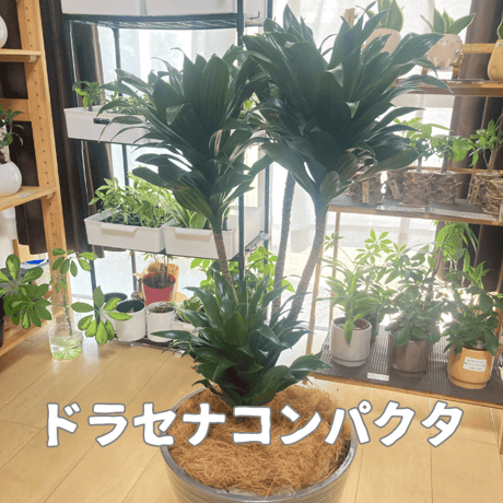 ドラセナ | STORES