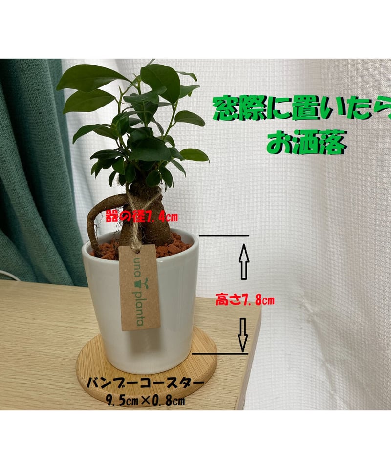 送料無料！（一部有料）【多幸の木】育てやすい！ハイドロカルチャー