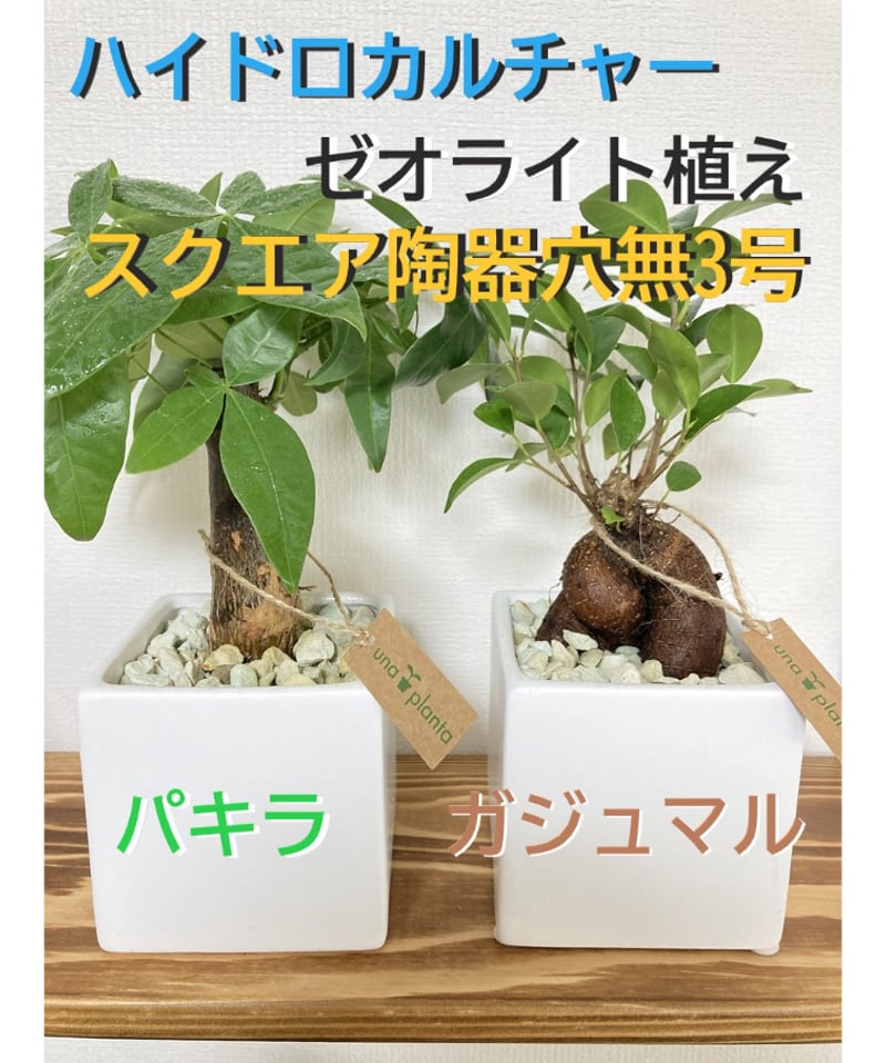 送料無料！【パキラ＆ガジュマル】育てやすい！ハイドロカルチャー