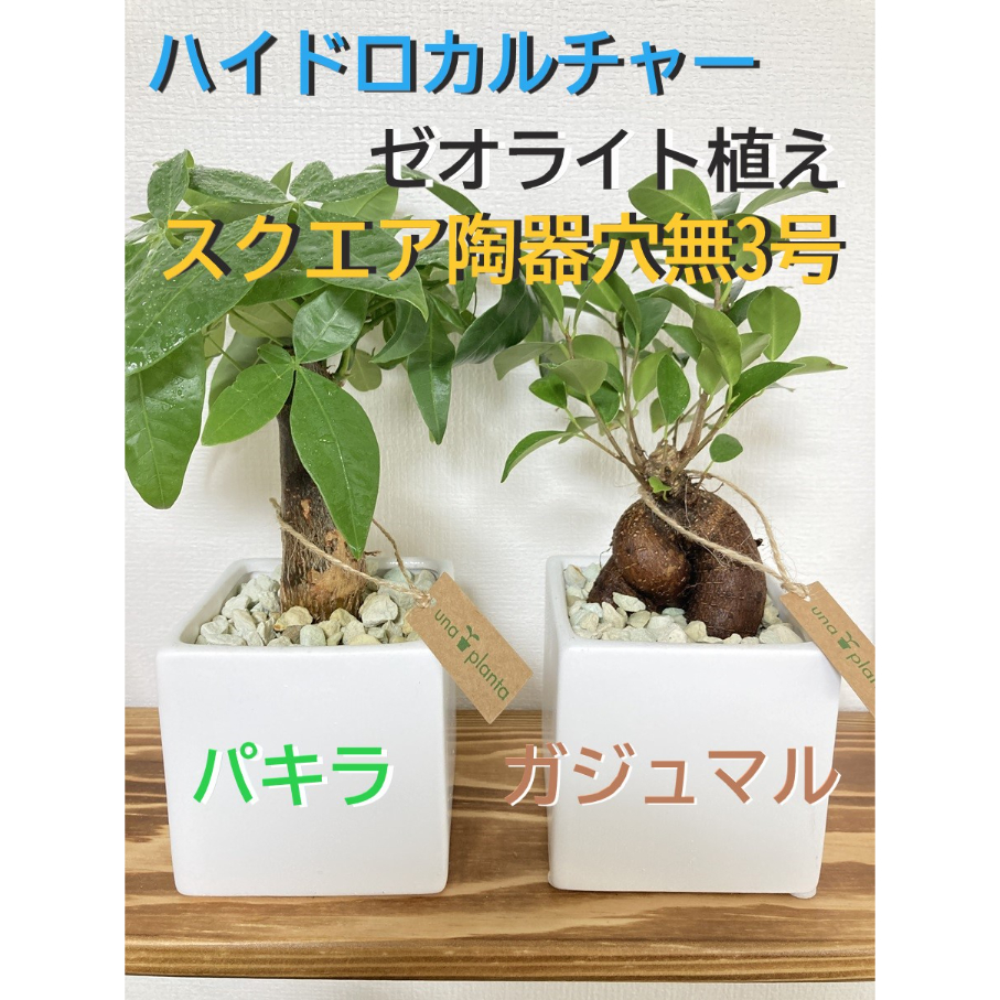 送料無料！【パキラ＆ガジュマル】育てやすい！ハイドロカルチャー