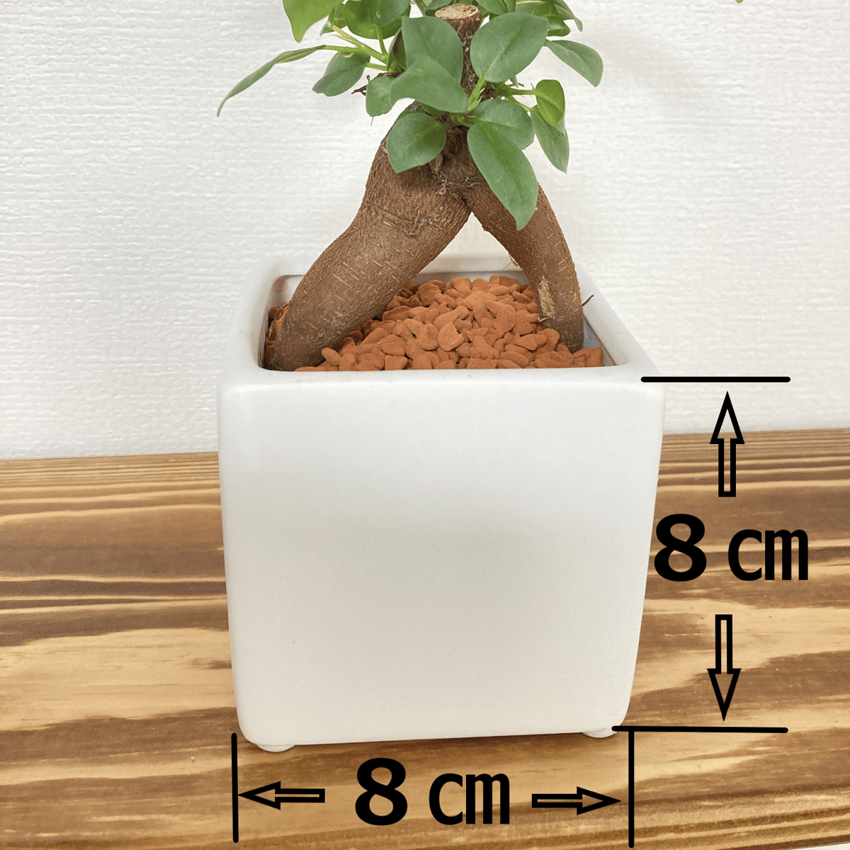 送料無料！【多幸の木】育てやすい！ハイドロカルチャーセラミス植え