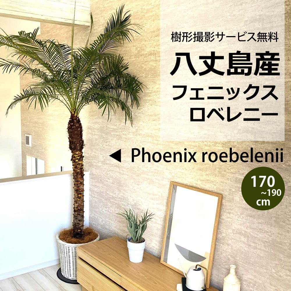 関東送料無料)！【ウナロベ】PR-10H八丈島産フェニックスロベレニー10
