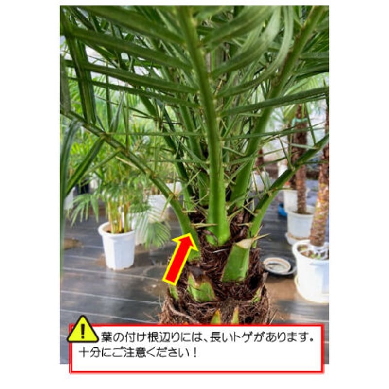 関東送料無料【ウナロベ】PR-8八丈島産フェニックスロベレニー8 関東送料無料【ウナロベ】PR-8八丈島産フェニックスロベレニー8