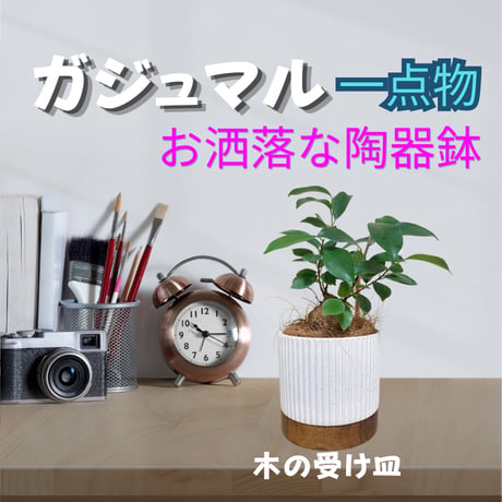 キジムナー | STORES