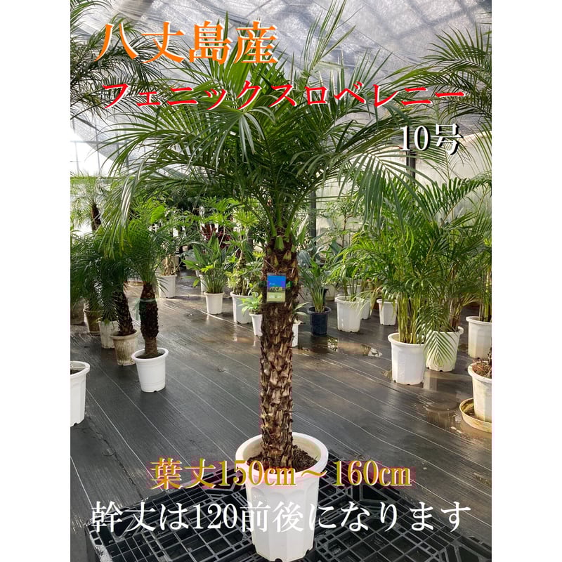 関東送料無料!【ウナロベ】PR-10八丈島産フェニックス 関東送料無料!【ウナロベ】PR-10八丈島産フェニックス