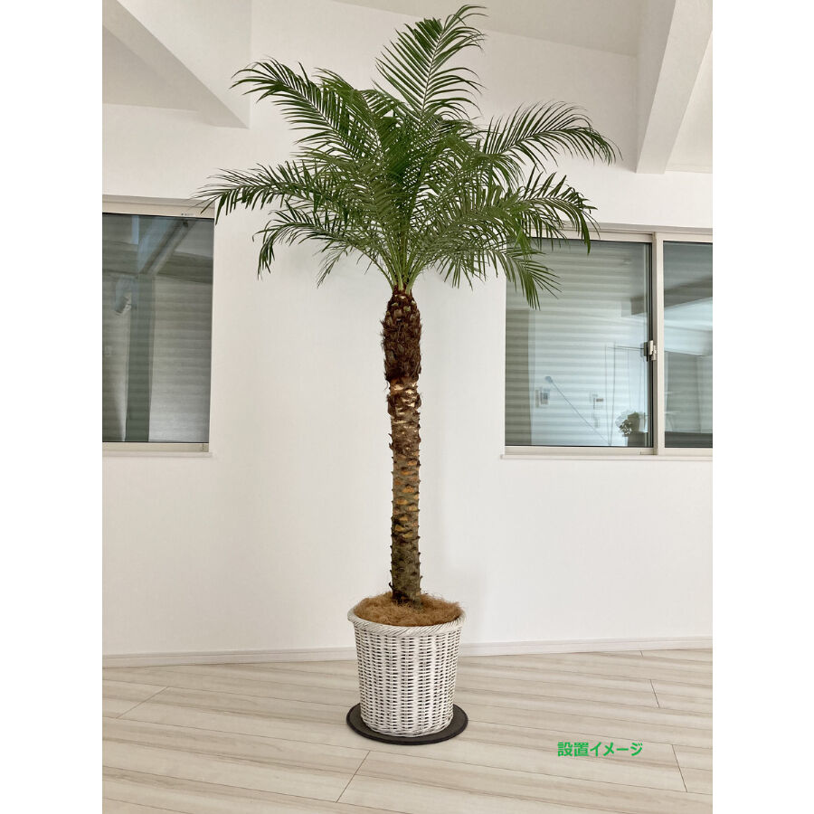 fit=scale-down,w=1200