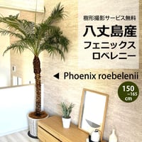 関東送料無料)！【ウナロベ】PR-10H八丈島産フェニックスロベレニー10