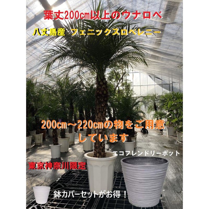 フェニックスロベレニー200