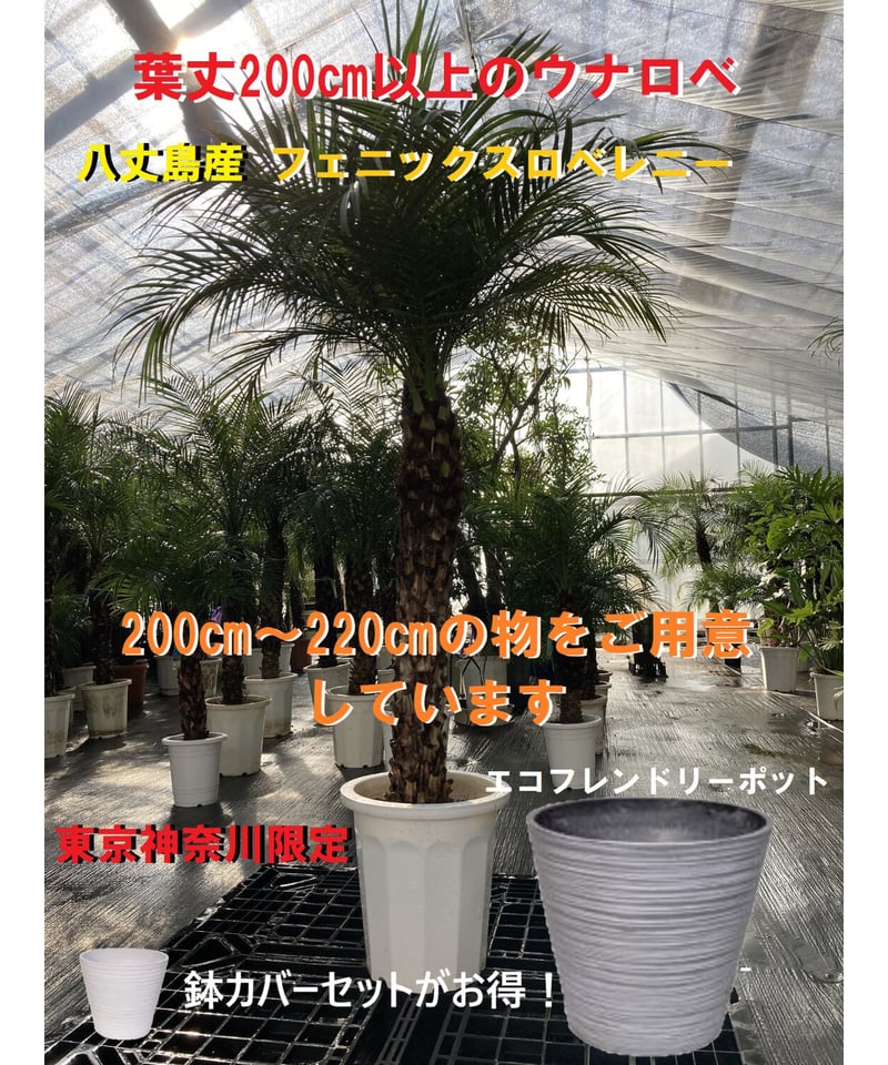 東京神奈川限定)一部送料無料！【ウナロベ】PR-10H八丈島産