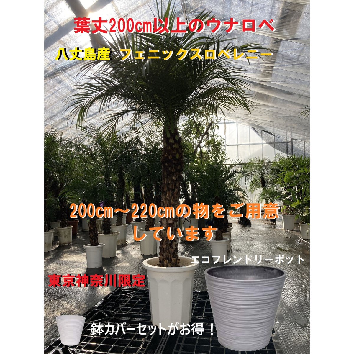 八丈島特産フェニックスロベレニー（180） 楽天市場】【樹形撮影サービス無料】フェニックスロベレニー