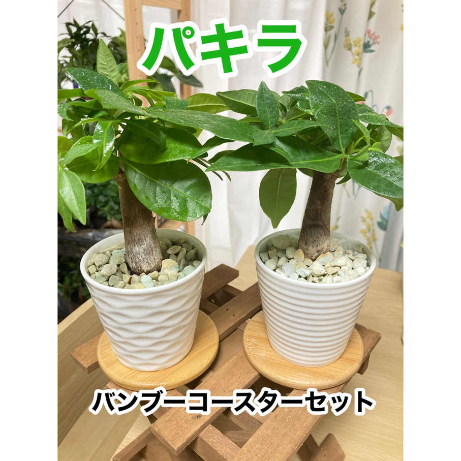 中型パキラ ストライプ鉢付き 送料無料】ミニ観葉 パキラ ハイドロカルチャー ゼオライト植え | “una