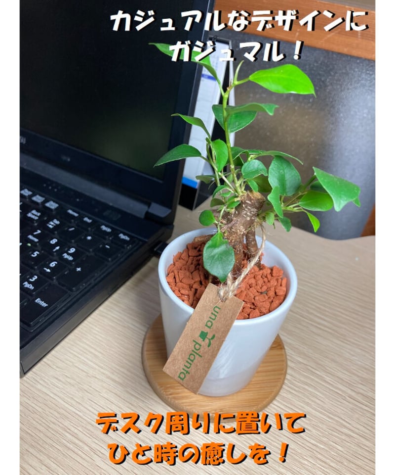 送料無料！（一部有料）【多幸の木】育てやすい！ハイドロカルチャー