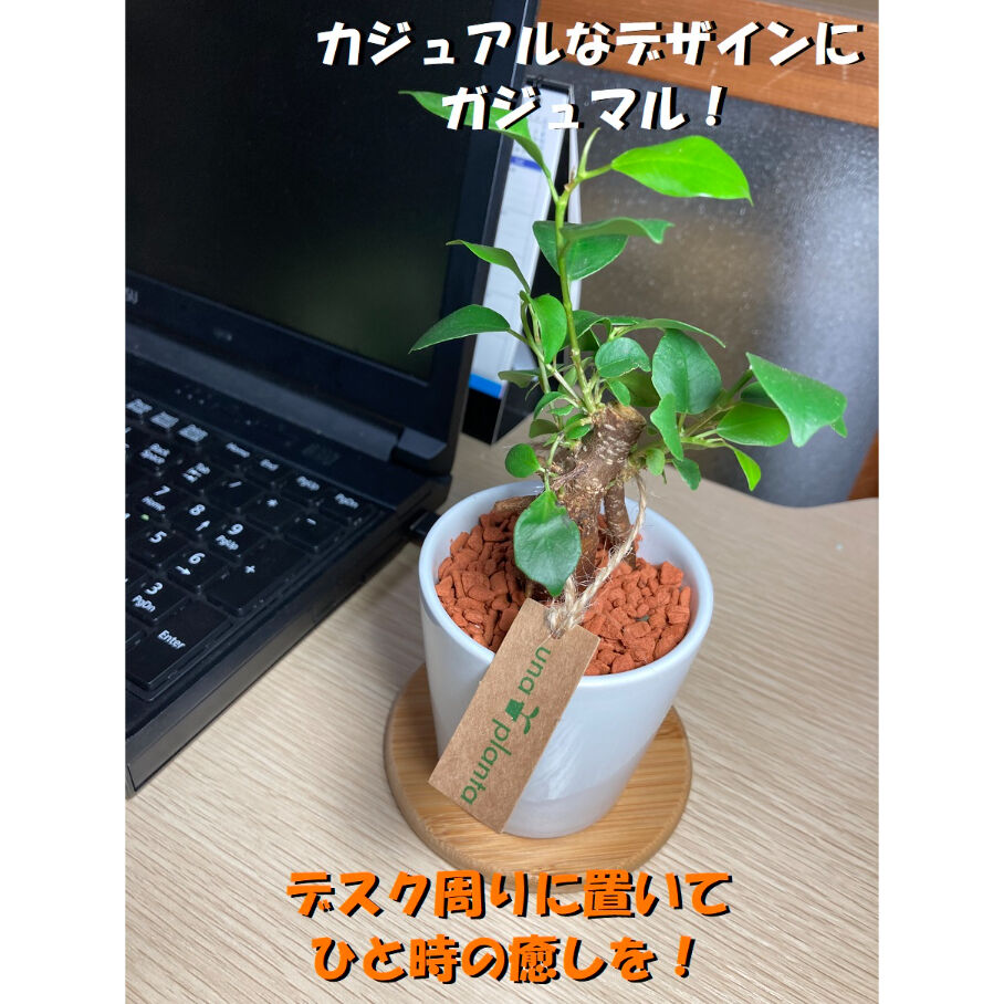 今日夜９時まで限定❗❗パンダガジュマル斑入り接ぎ木 p*o様 パンダガジュマル 斑入り 接木・鉢込 サ*イ様 パンダガジュマル