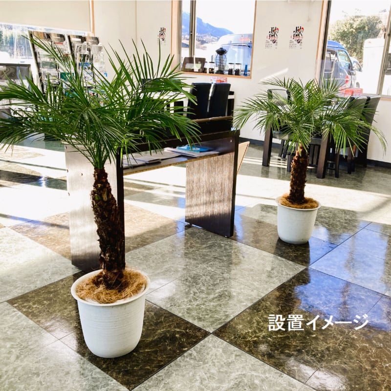 関東送料無料【ウナロベ】PR-8八丈島産フェニックスロベレニー8 関東送料無料【ウナロベ】PR-8八丈島産フェニックスロベレニー8