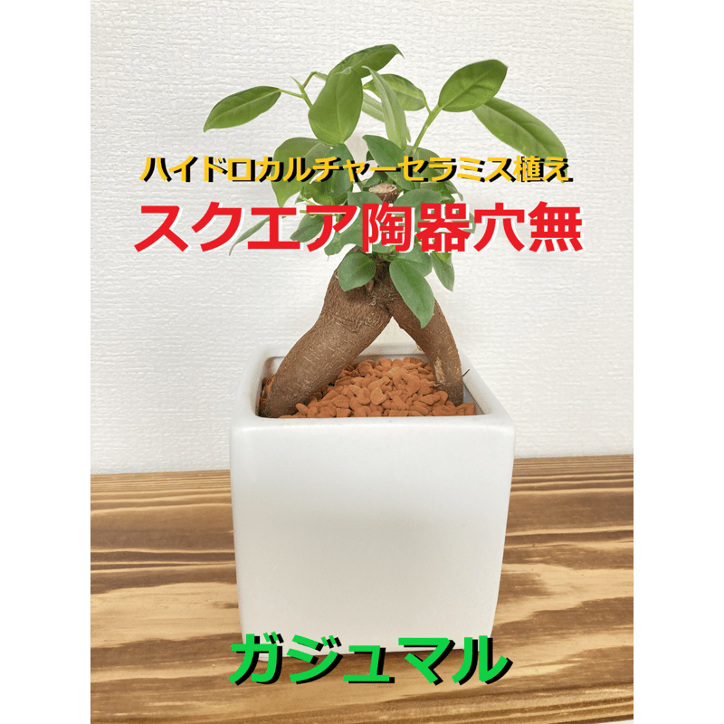 送料無料！【多幸の木】育てやすい！ハイドロカルチャーセラミス植え