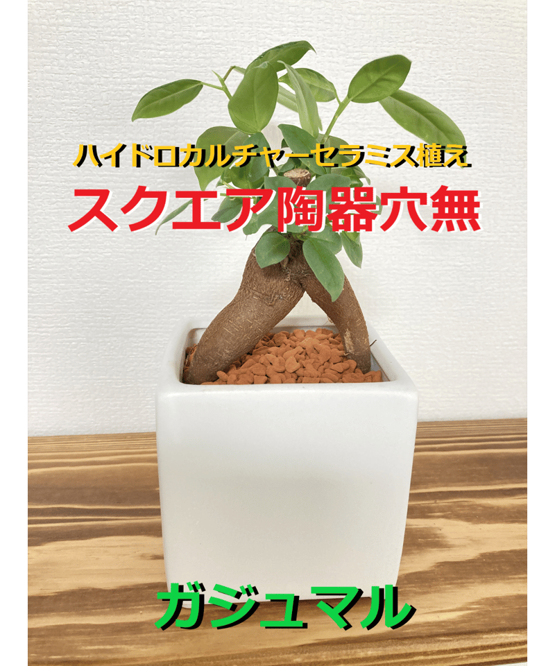 送料無料！【多幸の木】育てやすい！ハイドロカルチャーセラミス植え
