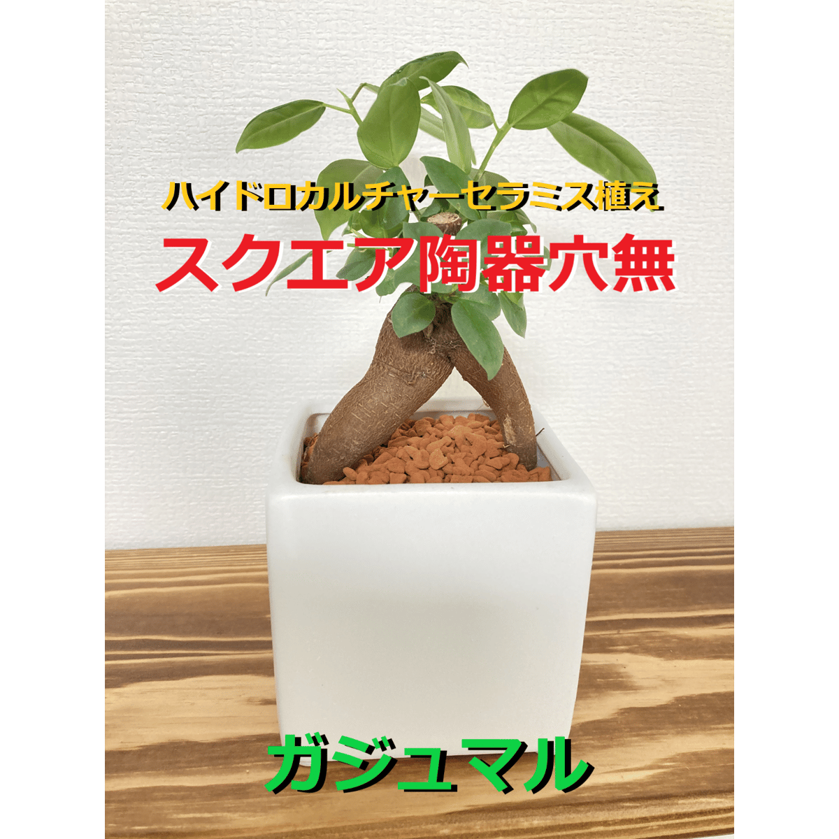 送料無料！【多幸の木】育てやすい！ハイドロカルチャーセラミス植え