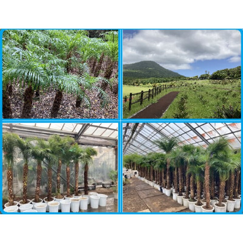 関東送料無料【ウナロベ】PR-8八丈島産フェニックスロベレニー8