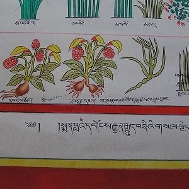 ④ 中国美術 希少 古玩 薬草 一覧表 麻生地 手彩色 ④ 中国美術 希少 古玩 薬草 一覧表 麻生地 手彩色 - メルカリ