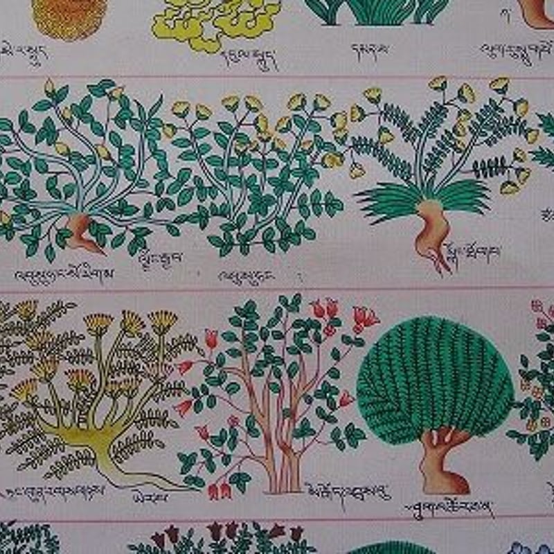 チベット医学四部医典薬草図 | GRASS Arts&Crafts ~since 1992~ チベット医学四部医典薬草図 | GRASS Arts&Crafts ~since 1992~