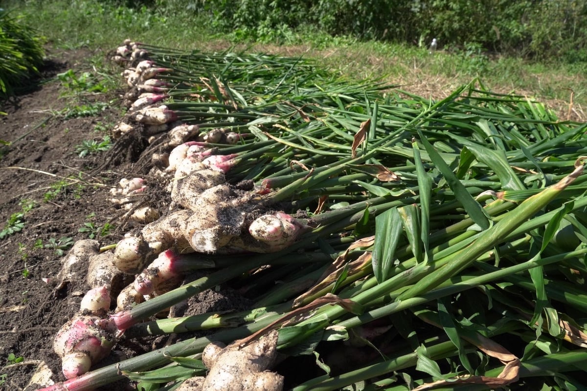 自社農園の新生姜100％使用！淡路島クラフトジンジャーシロップ3