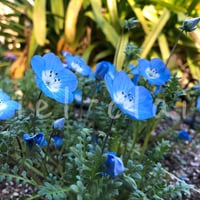 お花