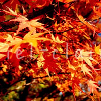 紅葉2