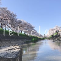 桜並木　川