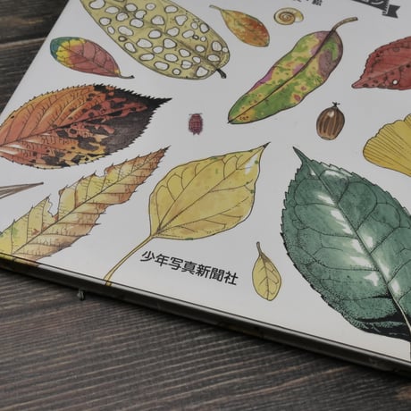 落ち葉のふしぎ博物館　ゲッチョ先生の落ち葉コレクション　盛口満 文・絵