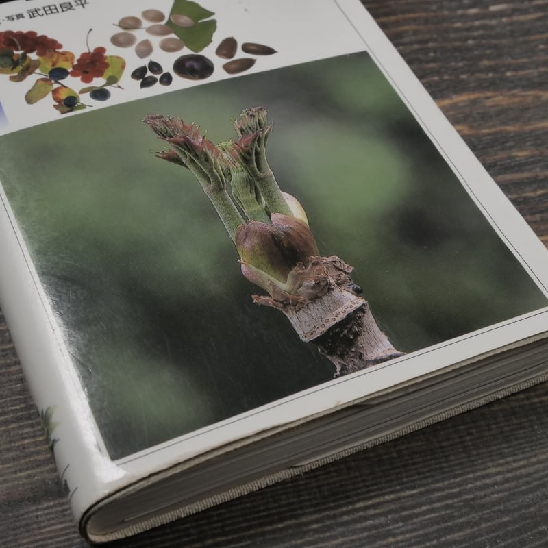 山菜・木の実 解説・写真：武田良平（小学館） | 古書店うみつばめ