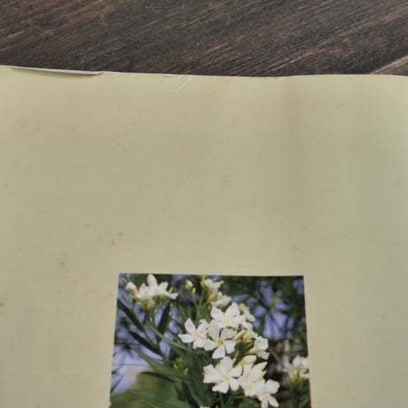 沖縄の危険生物　野外活動を安全にすごすためのガイドブック　諸喜田茂充 著