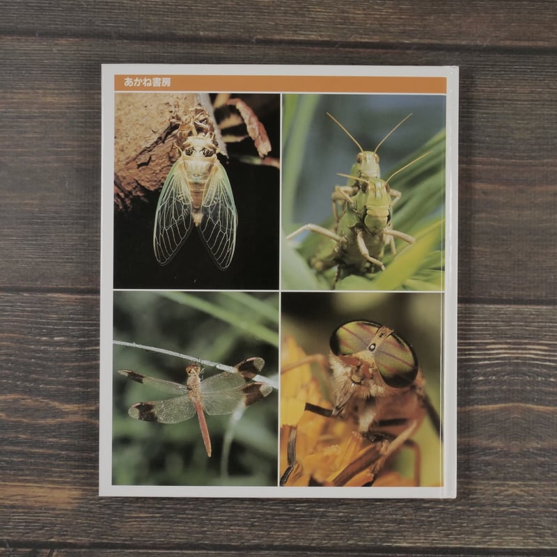 科学のアルバム別巻 夏休み昆虫のかんさつ 文:小田英智 監修:大後美保