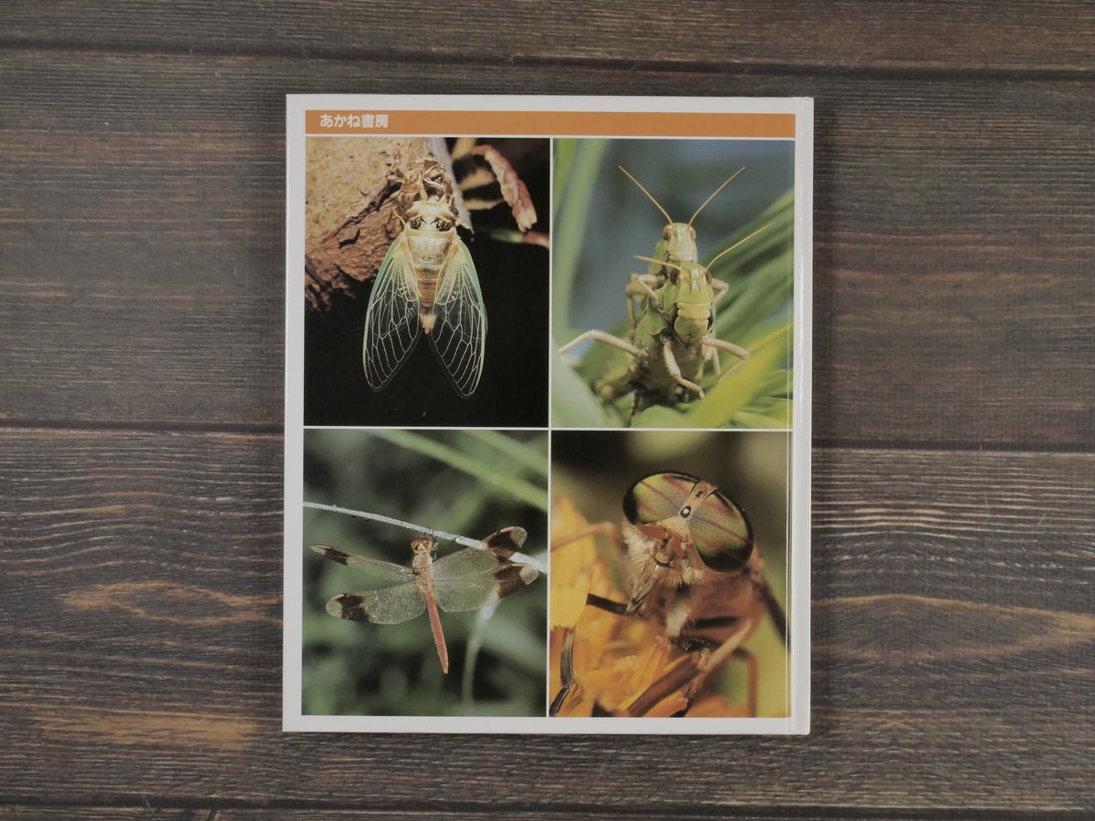 科学のアルバム別巻 夏休み昆虫のかんさつ 文:小田英智 監修:大後美保