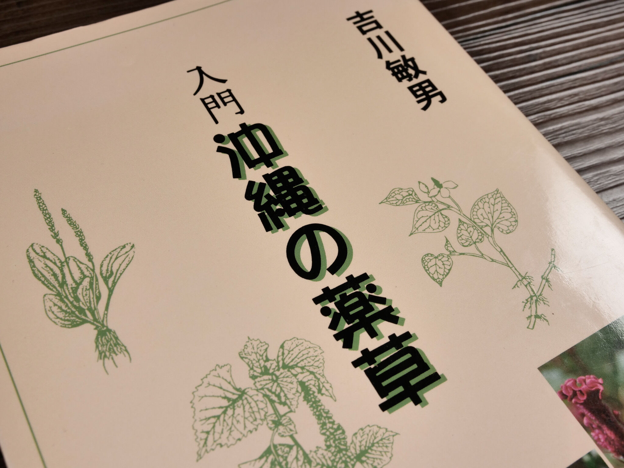 入門沖縄の薬草 吉川敏男 | 古書店うみつばめ