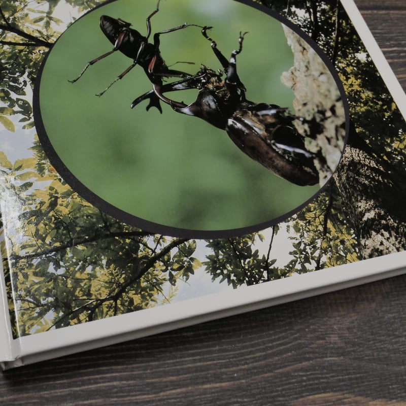 科学のアルバム別巻 夏休み昆虫のかんさつ 文:小田英智 監修:大後美保