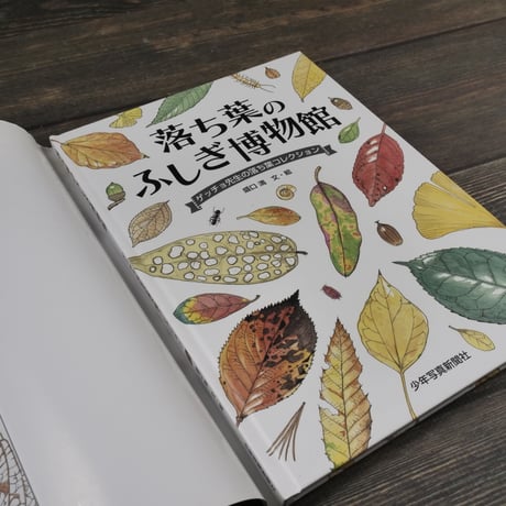 落ち葉のふしぎ博物館　ゲッチョ先生の落ち葉コレクション　盛口満 文・絵